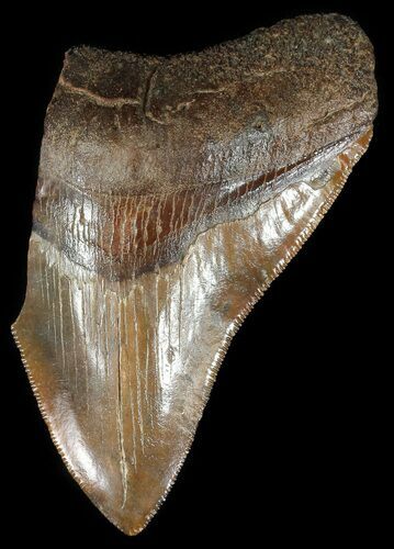 Partial, Serrated Fossil Megalodon Tooth #53020